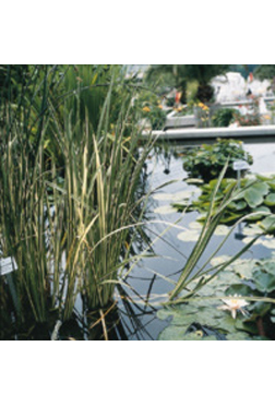Bunter Kalmus Acorus calamus Variegatus Pumpen Holzum GmbH