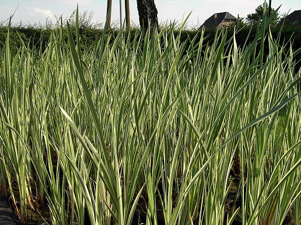 Bunter Kalmus Acorus calamus Variegatus Pumpen Holzum GmbH