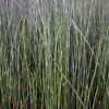 equisetum20hymele.jpg