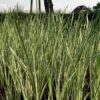 Bunter Kalmus Acorus calamus Variegatus