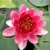 Seerose, "Baby Red" im 3ltr Container