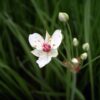 Blumenlinse weiß ´Butomus umbellatus "Snowwhite"