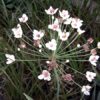 Blumenbinse Butomus umbellatus