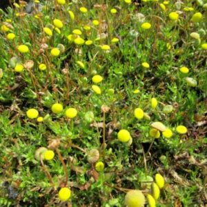 Goldknöpfchen Cotula coronopifolia