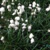 Wollgras Eriophorum angustifolium