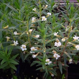 Gnadenkraut Gratiola officinalis