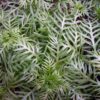 Wasserfeder Hottonia palustris