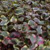 Bunter Houttuynia Hout.cordata Chameleon