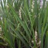Igelkolben Sparganium emersum