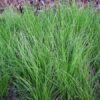 Blaubinse Juncus inflexus