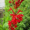 Kardinalslobelie Lobelia cardinalis