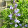 Blaue Sumpflobelie Lobelia siphilitica