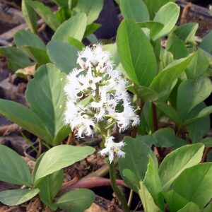 Fieberklee Menyanthes trifoliata