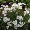 Vergißmeinnicht weiß Myosotis pal.