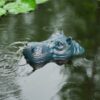 Wasserspeier Nilpferd