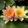 Seerose,"Paul Hariot" im 3 ltr Topf