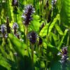 Hechtkraut blau Pontederia cordata