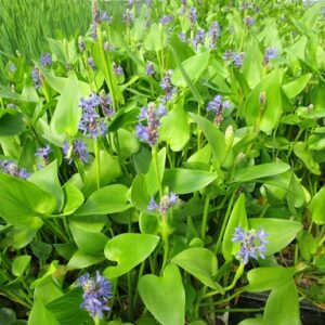 Hechtkraut blau im 3ltr Topf  Pontederia cordata