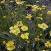 Zungenhahnenfuß Ranunculus lingua "Grandiflora"