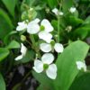 Pfeilkraut Sagittaria graminea