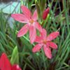 Rote Sumpfspaltgriffel Schizostylis coccinea