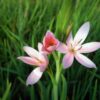 Rosa Sumpfspaltgriffel Schizostylis coccinea