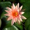 Seerose, Colorado im 3ltr. Container