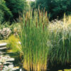 Schmalblättriger  Rohrkolben Typha angustifolia