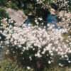 Scheidiges Wollgras Eriophorum vaginatum