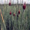 Typha minima 3 ltr Topf