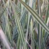 Bunter breitblättriger Rohrkolben Typha latifolia Variegata
