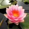 Seerose, Madame Wilfron Gonnere im 3ltr. Topf